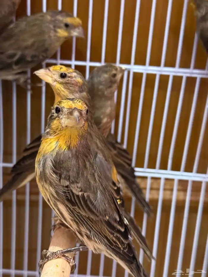 هاوس فينش الاصفر او النينو الجزائري 1