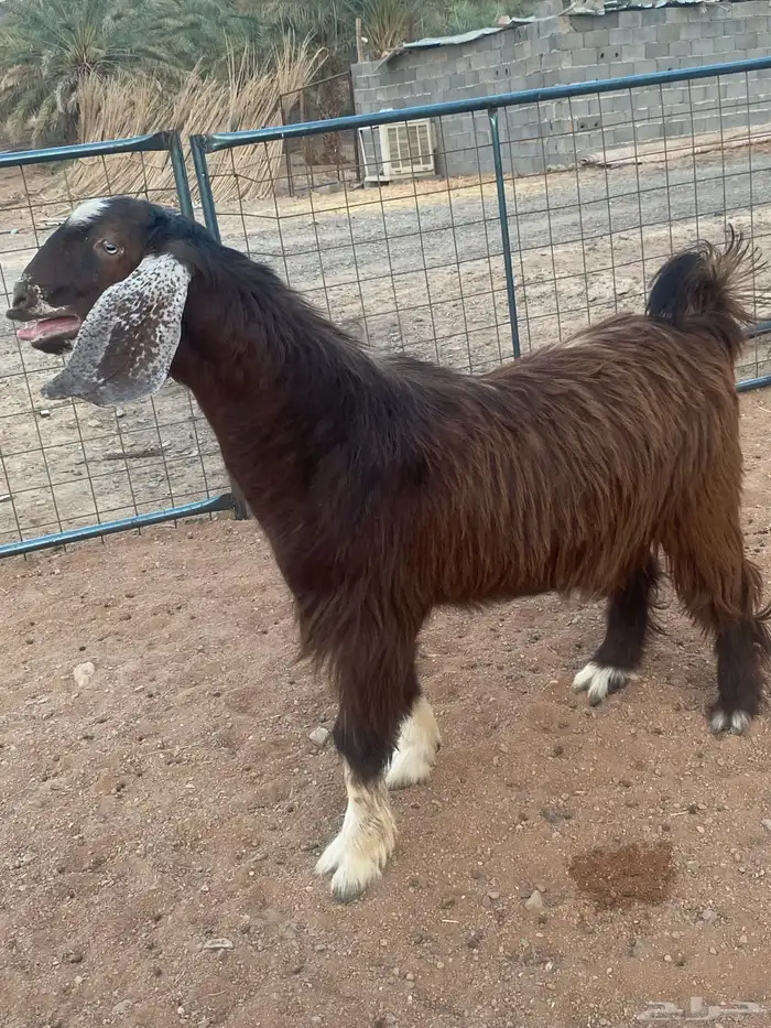 فحل معزا تيس مصري شق ثلاثة فاخر(تم البيع) 11