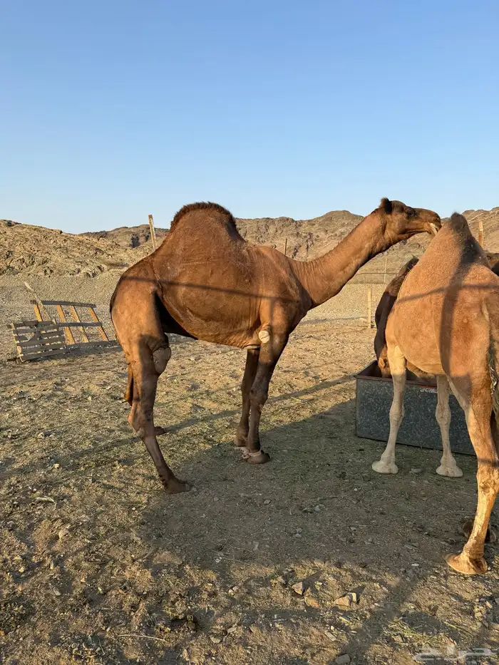 بعير حمر ادهم رباع 8