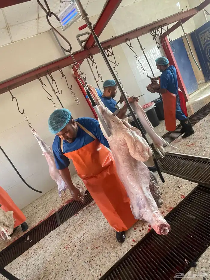 ذبايح فاخره ثلاجه تمايم ضيفه 8