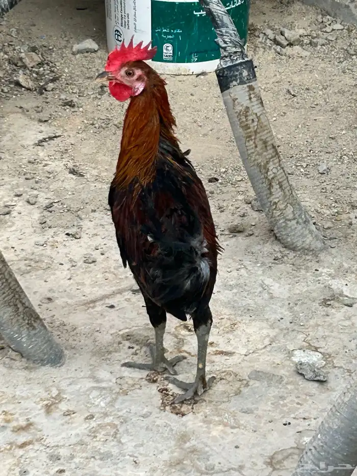 ديك عربي العمر سبع اشهور وامه عندي وانا مربيه وهو صوص صغير 14