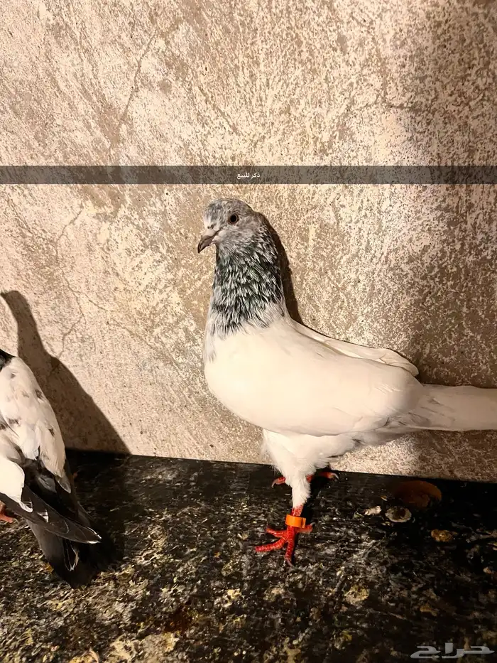 حمام للبيع 2