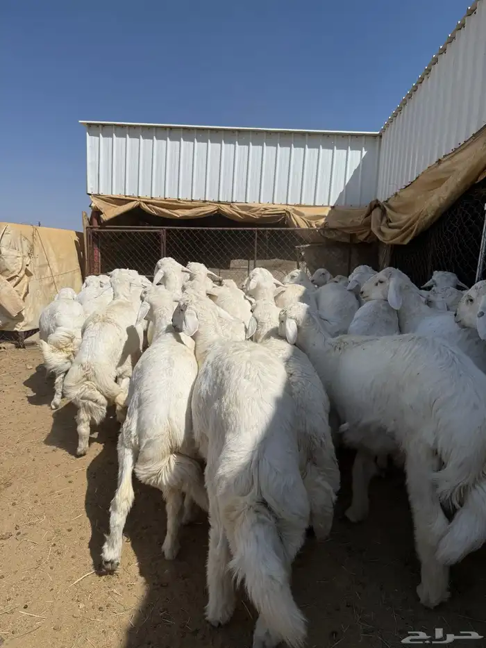 35 خروف شرط مقفله شحم وطرف وجنب 13