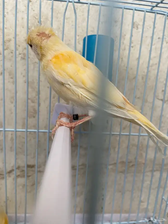للبيع كناري مجهول الجنس 3