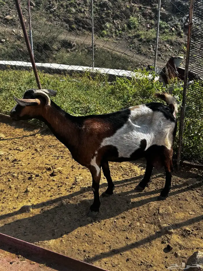 شاة متاوم عليها اثنين ذكران 2