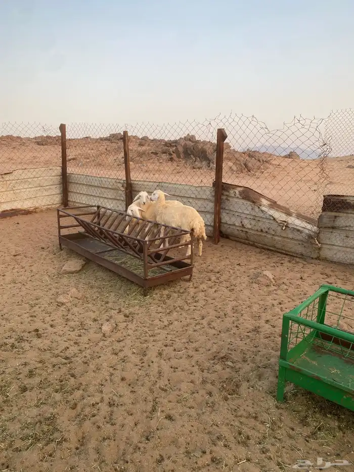 رخال حريه ( تمم البيع ) 7