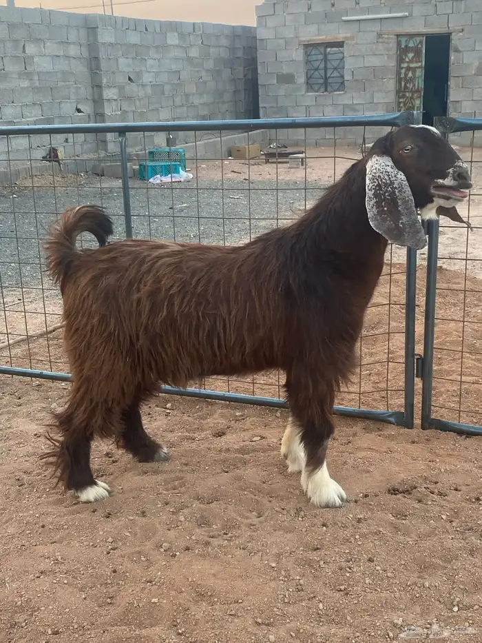 فحل معزا تيس مصري شق ثلاثة فاخر(تم البيع) 8