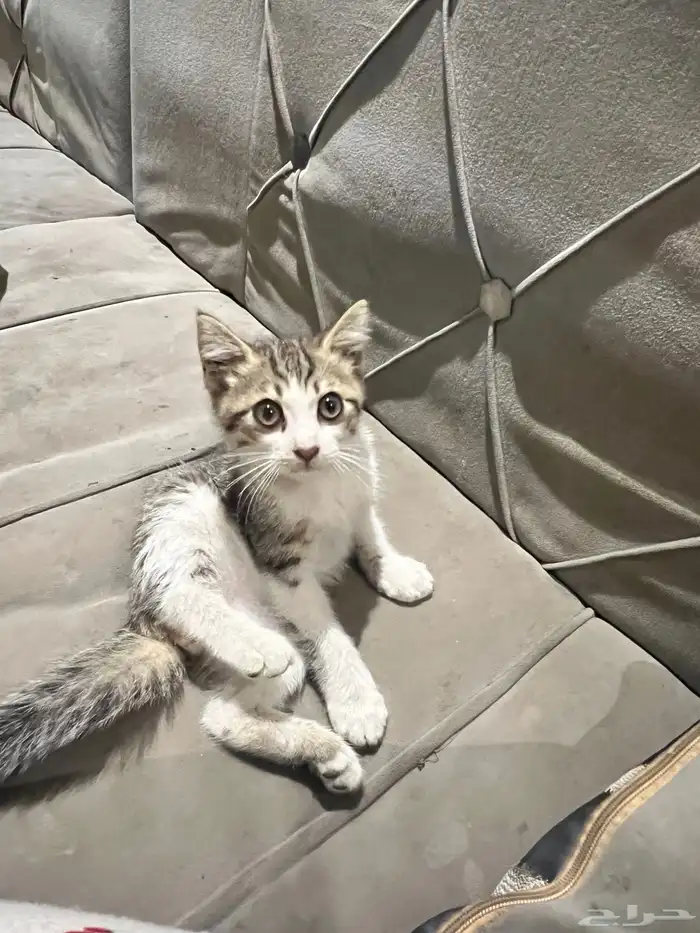 بسه 0
