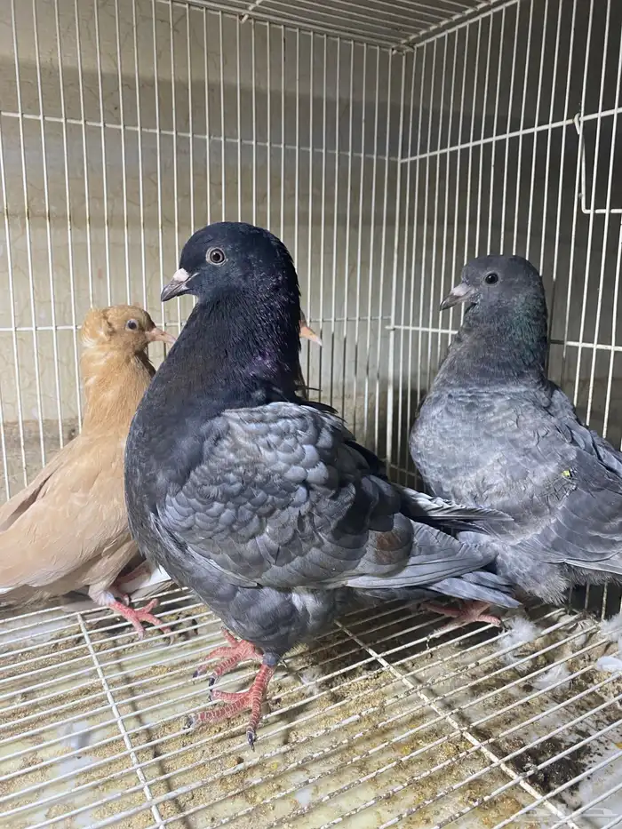 ذكر الله طيب جوزين فروخ جوز كنق مستوى طيب و جوز عسلي طيب 0