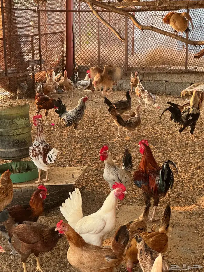 دجاج بلدي وفيومي وباكستاني جمله 0