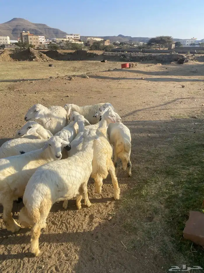 للبيع خرفان ورخال 1