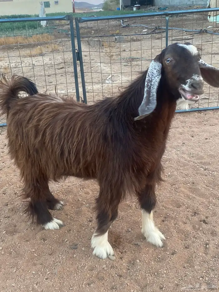 فحل معزا تيس مصري شق ثلاثة فاخر(تم البيع) 6