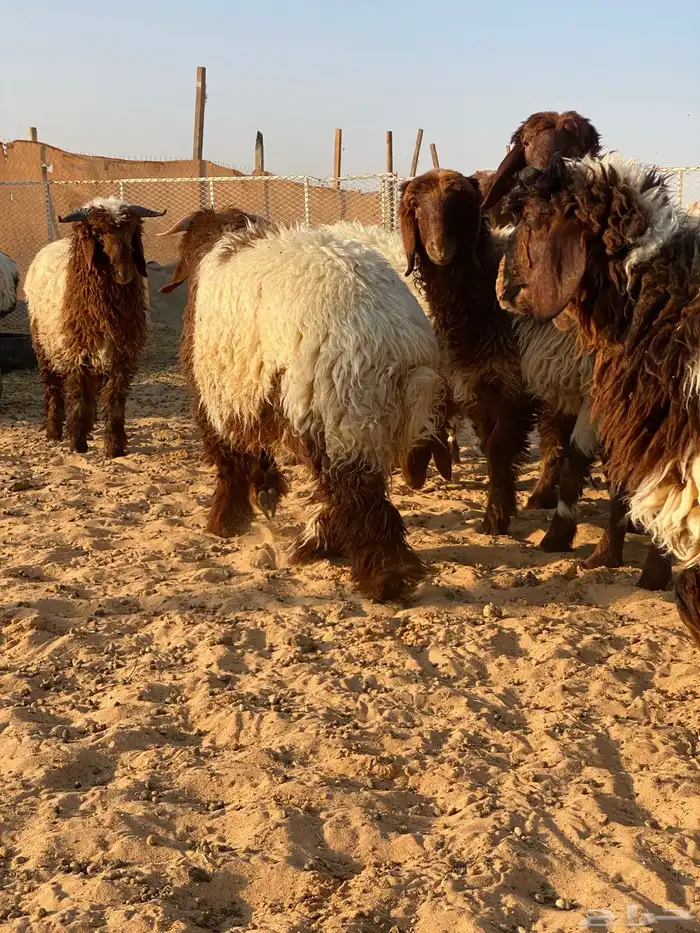 متوفر ذبايح نعيم ( تابي تمارا ) 18