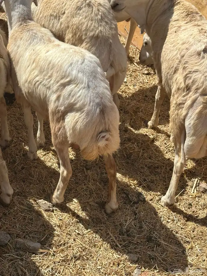 برابر ورفيديات وتيوس مرابي طب وتخير 48