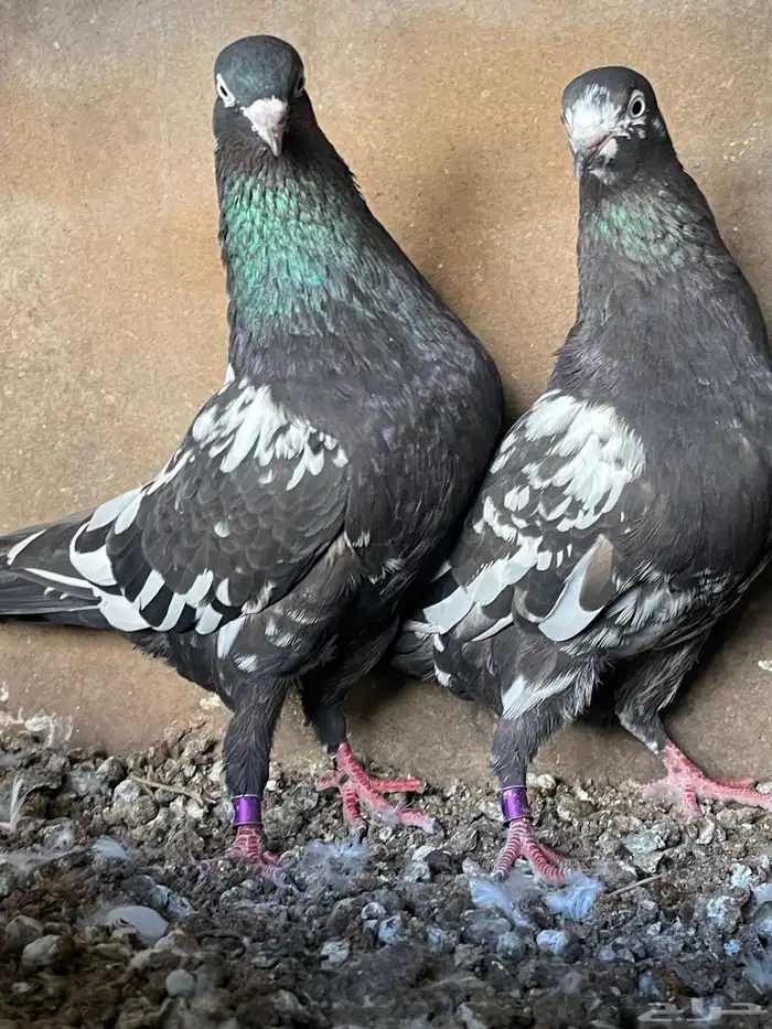 حمام بكستاني 0