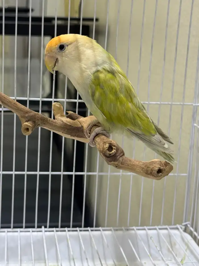 انثى الليفه منتجه 2