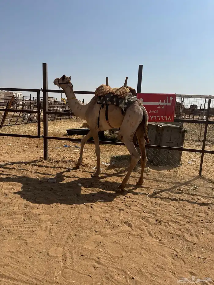 قعود طابع للبيع 1