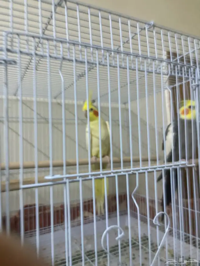 زوج كروان حجم جامبو 0