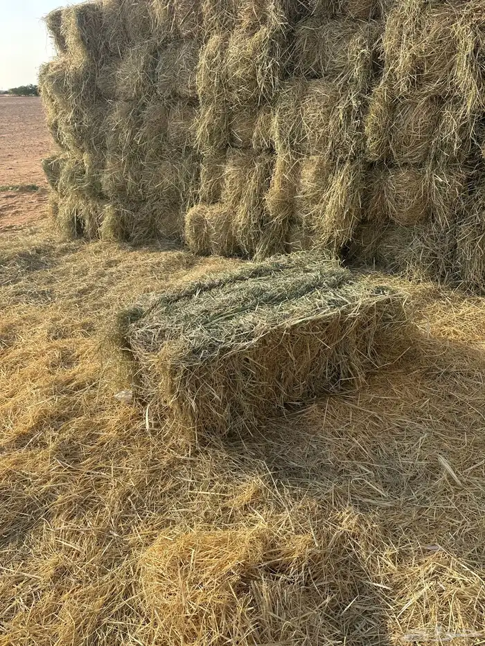 للبيع رودس 0