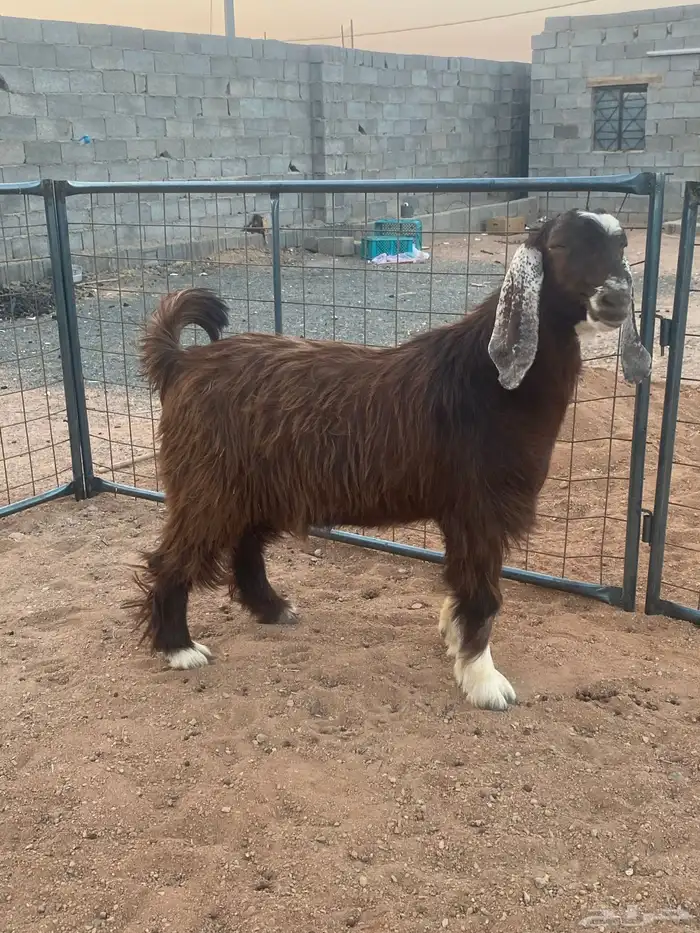 فحل معزا تيس مصري شق ثلاثة فاخر(تم البيع) 16