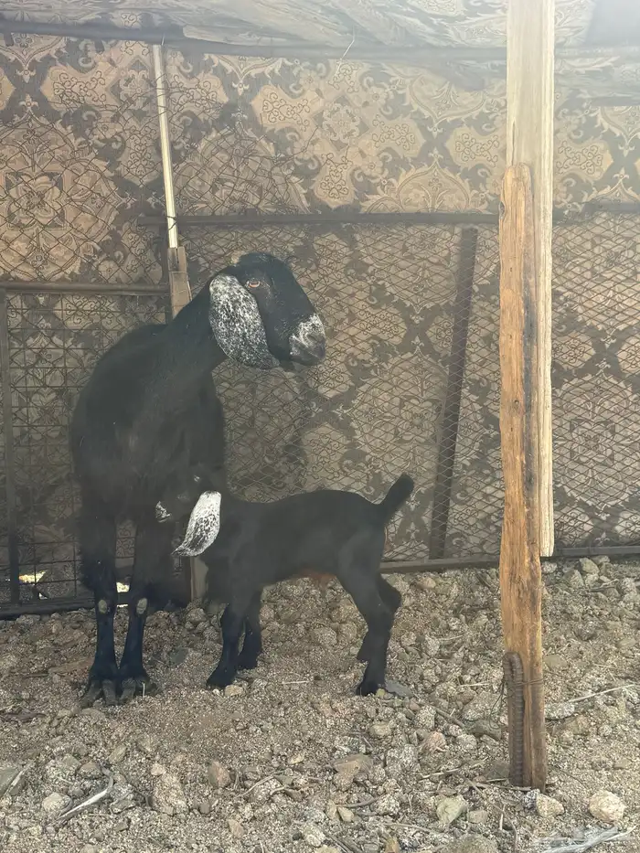 غنم مقاني للبيع 5