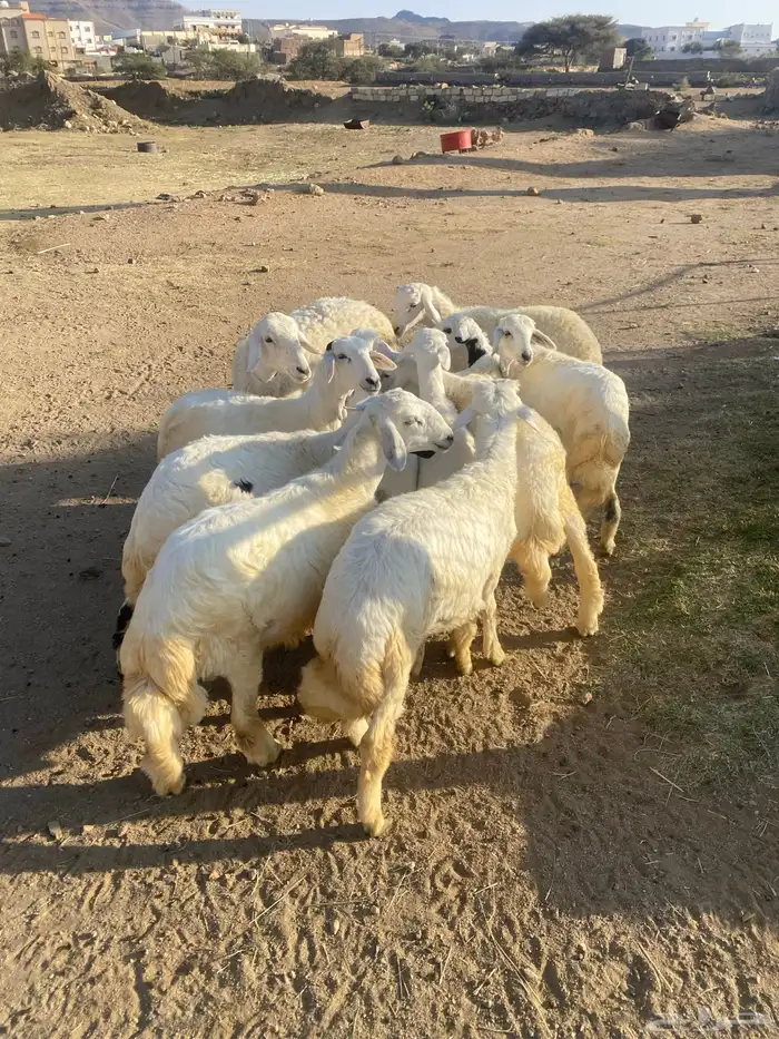 للبيع خرفان ورخال 2