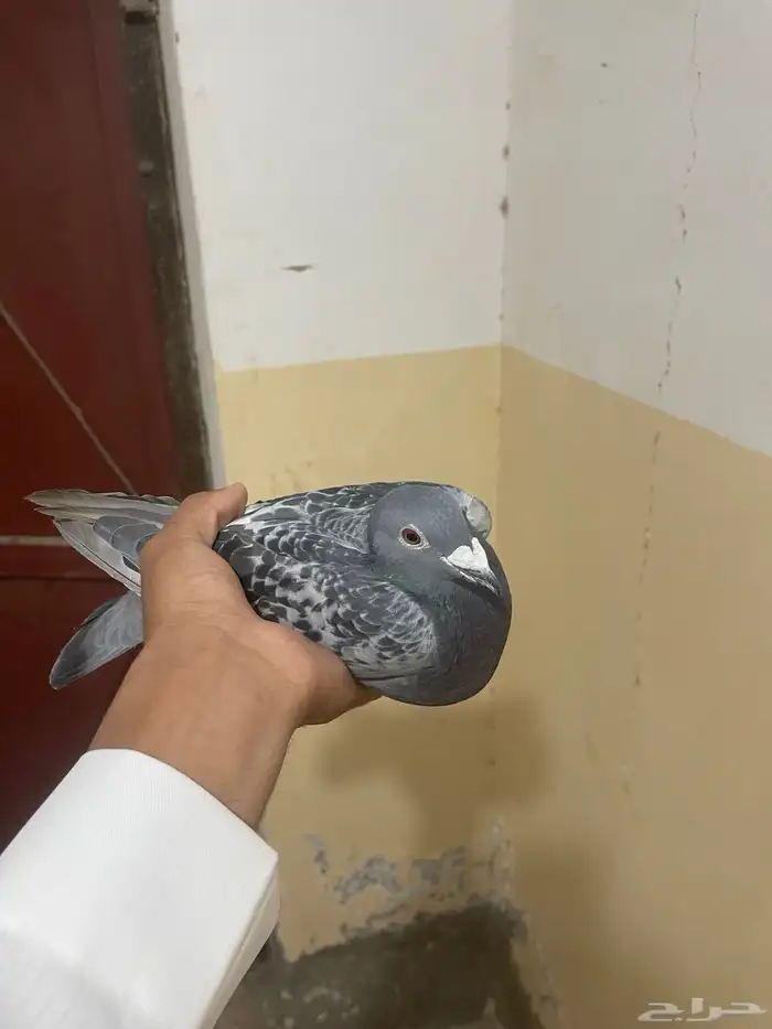 زاجل سباق محجل KSA2020 ورقم تسلسلي 0