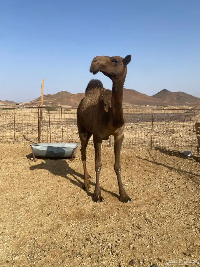 بكره طيبه صفراء 2