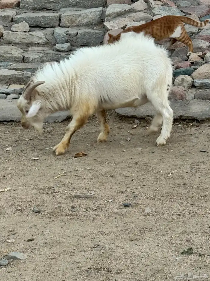 تيس قزم هولندي 0