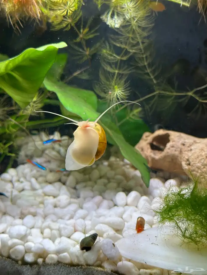 mystery snail حلزون مائي متوسط وكبير 0