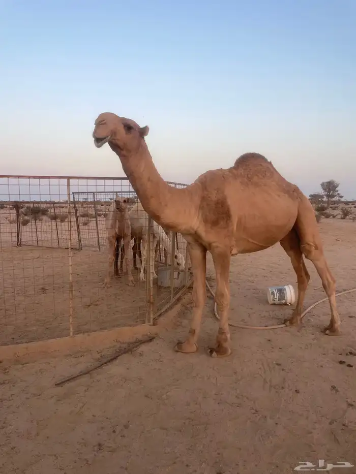قعود 2