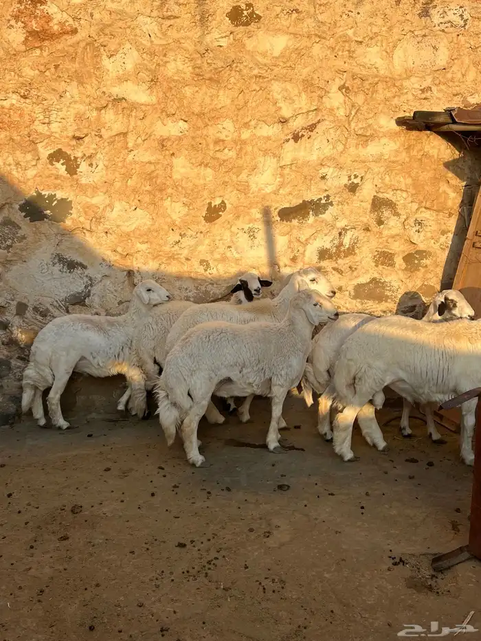 خرفان كفو مبادي 1