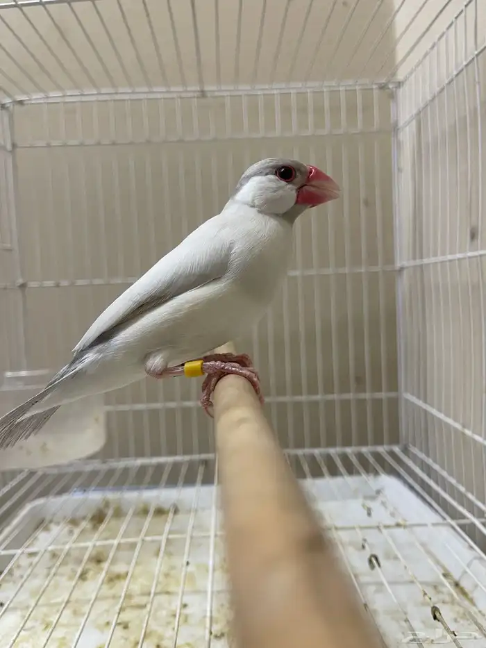 ذكر جاوا طفرة (تم البيع ) 4