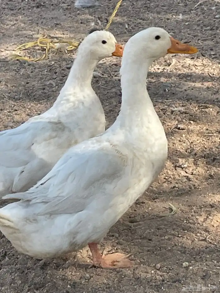 بط بكيني 2