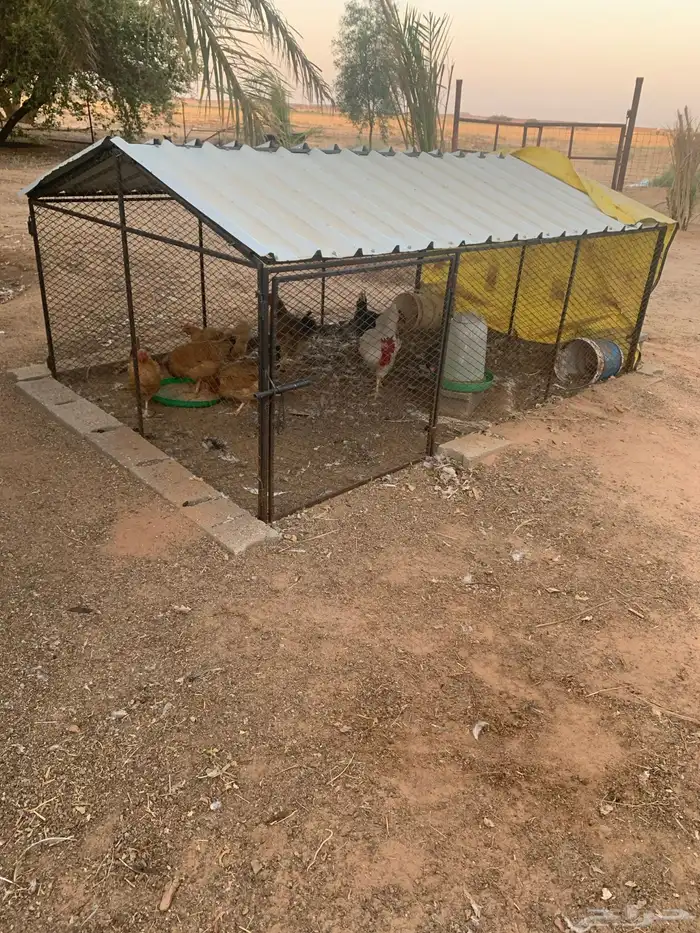 شبك دجاج طيب 1