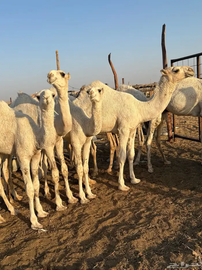 قعدان طيبه 1