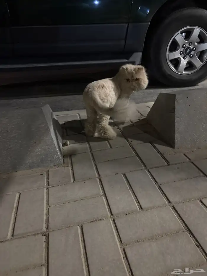 قط ضائع بحديقه الاحمديه الثانيه 0