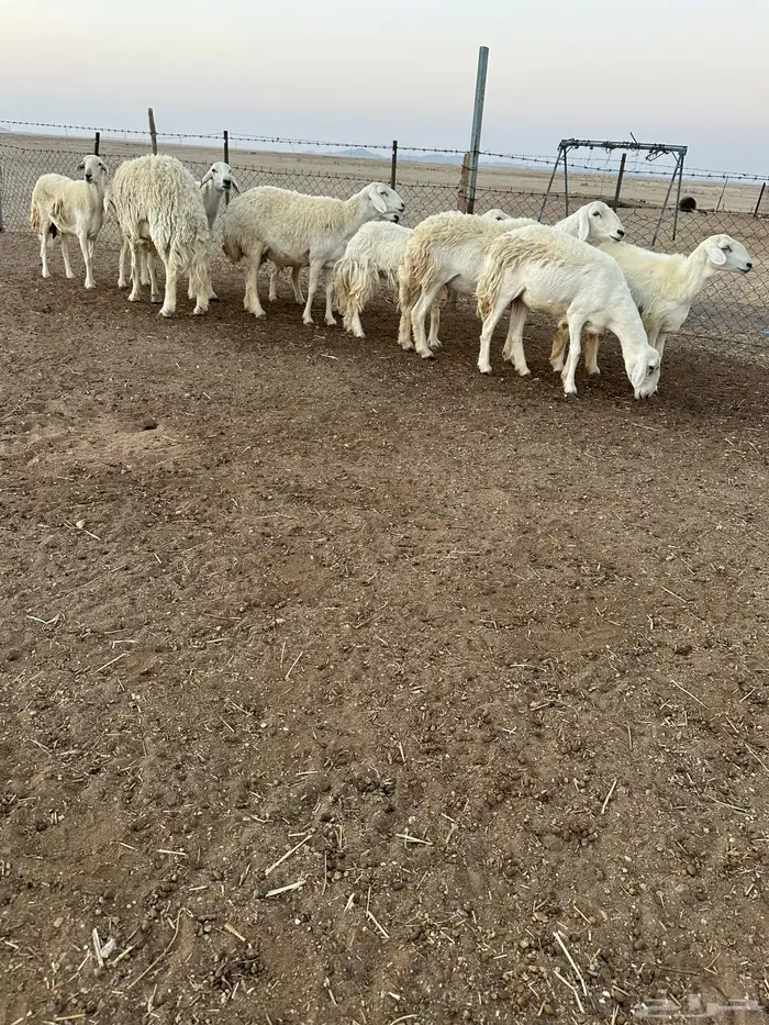 حريات طيبه 1