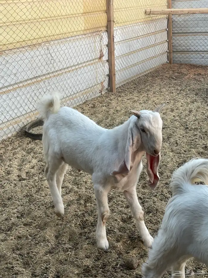 تيس عمره فوق 4 شهور 0