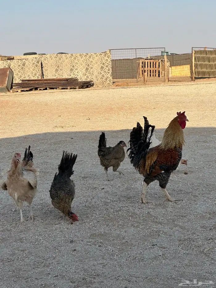 دجاج بلدي للبيع صغار في العمر بياض عدد 15 بالديكه . الدوادمي 6