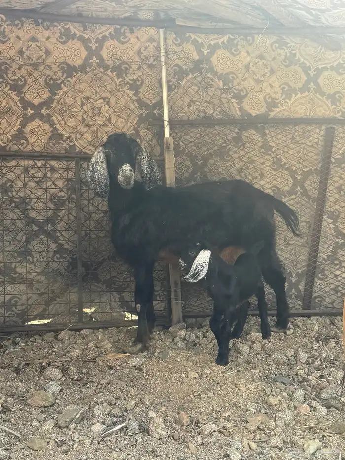 غنم مقاني للبيع 2