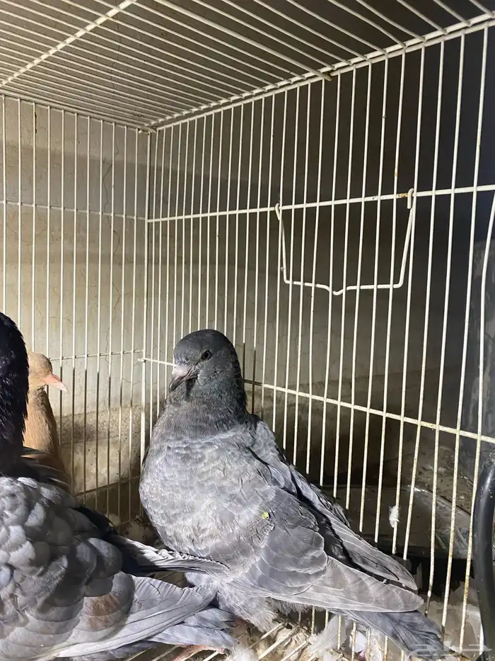 ذكر الله طيب جوزين فروخ جوز كنق مستوى طيب و جوز عسلي طيب 1