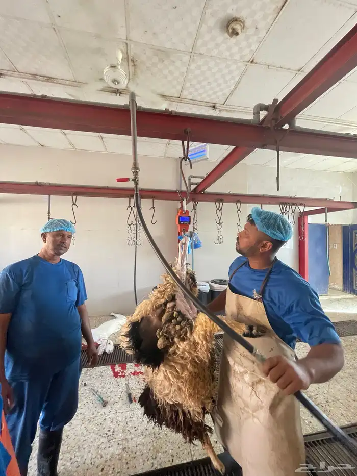 ذبايح فاخره ثلاجه تمايم ضيفه 9