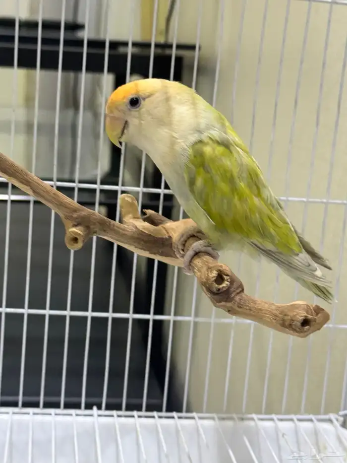 انثى الليفه منتجه 1