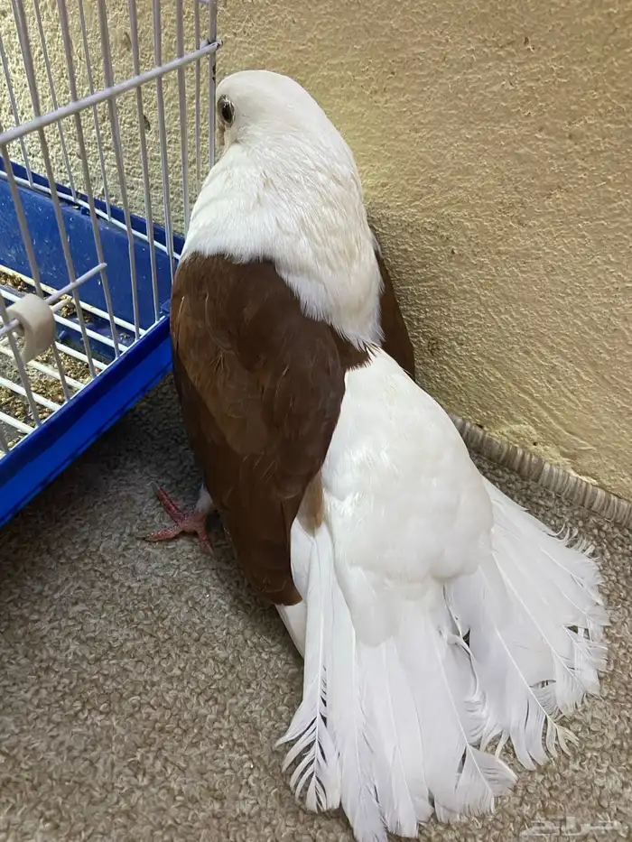 حمامة رقاصي 0