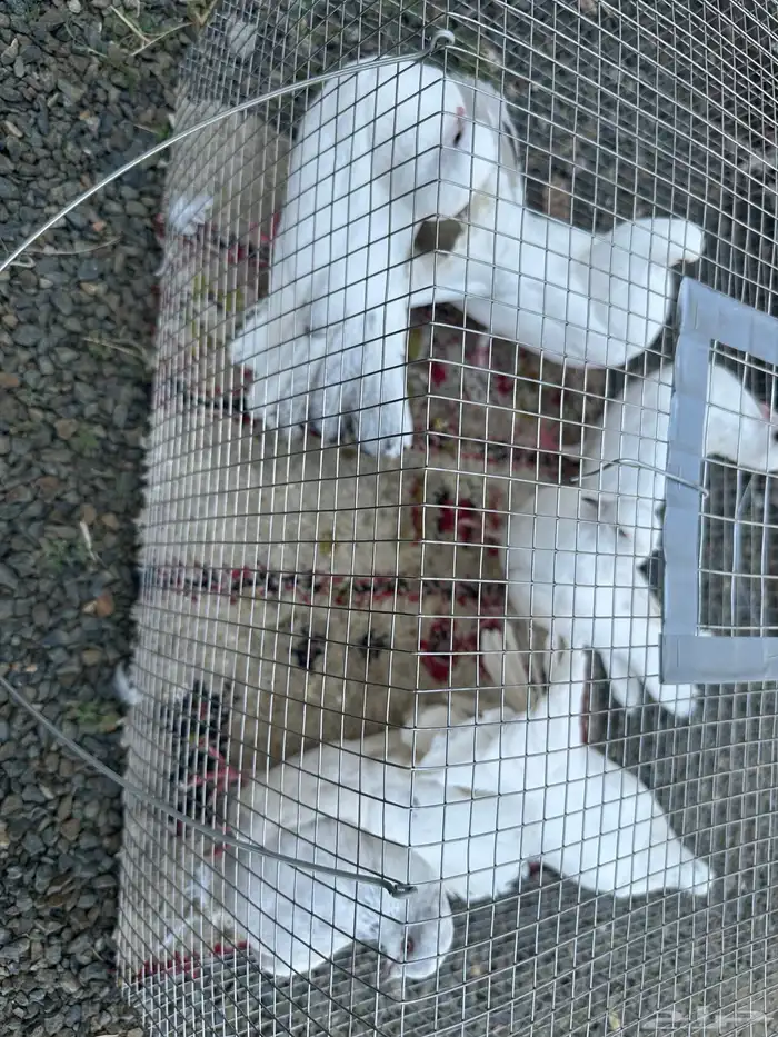 حمام للبيع 3