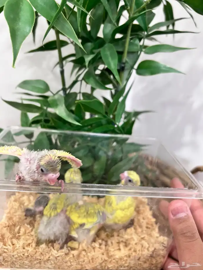 فروخ بادجي طيور الحب لهواة الغر وتدريب الهدد الخارجي 1