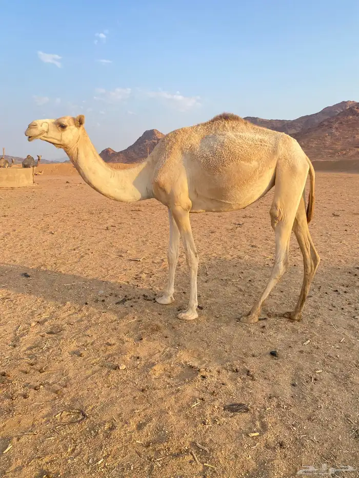 بكره 0