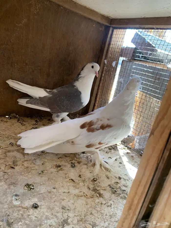 حمام زينه كنيق سوداني بلجيكي سراجي و تركي حمام منتج 8