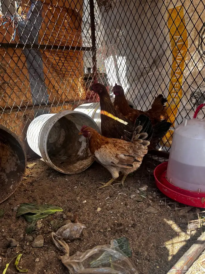 سلام عليكم نعرض لكم اليوم ثالث دجاج وديك ماشالله تبارك الله 6